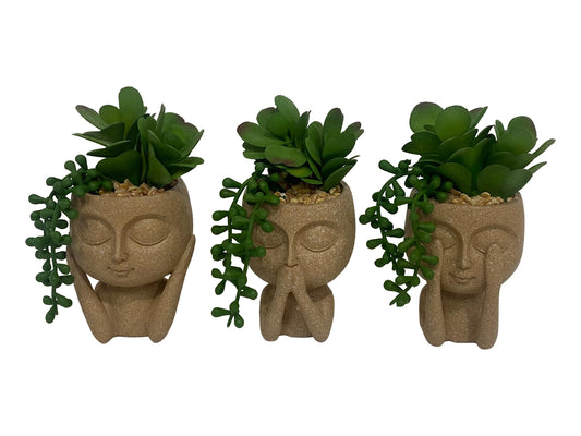 Wise Face Succulent