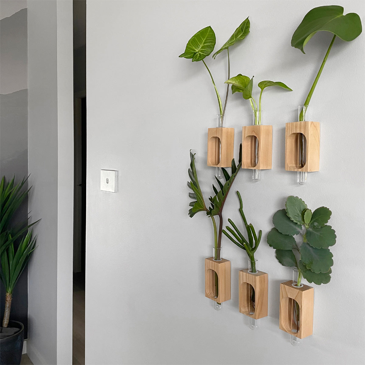 Wall propagation station/ Test tube plant station