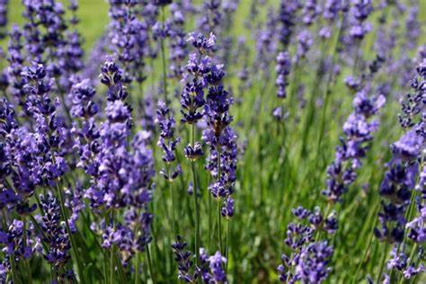 Amethyst Anxiety Herb Mason