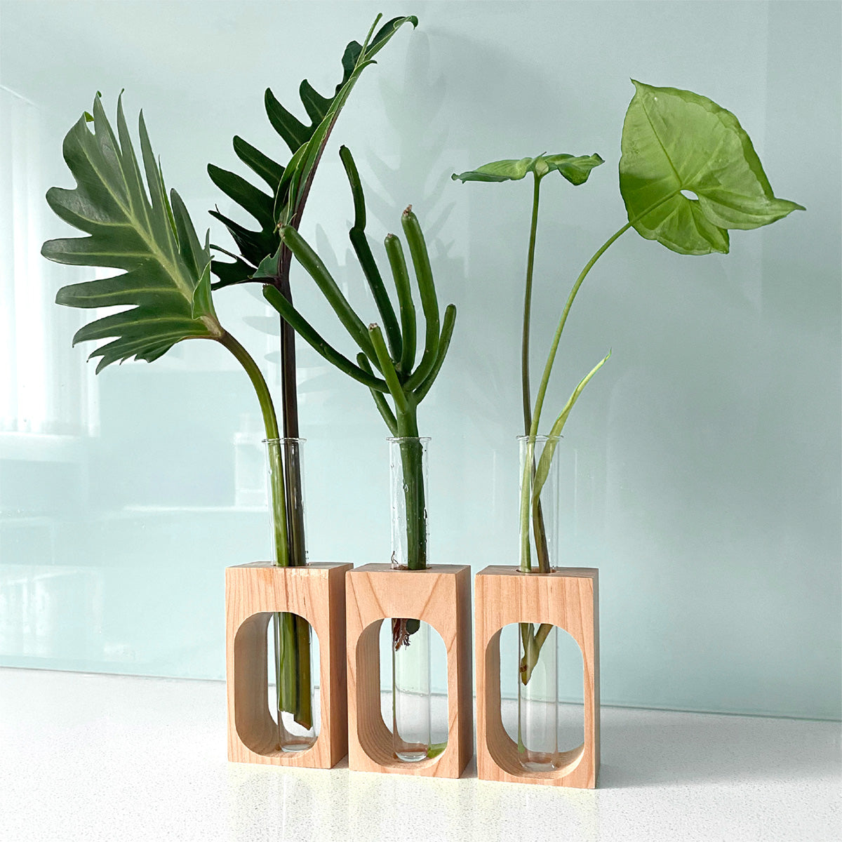 Wall propagation station/ Test tube plant station
